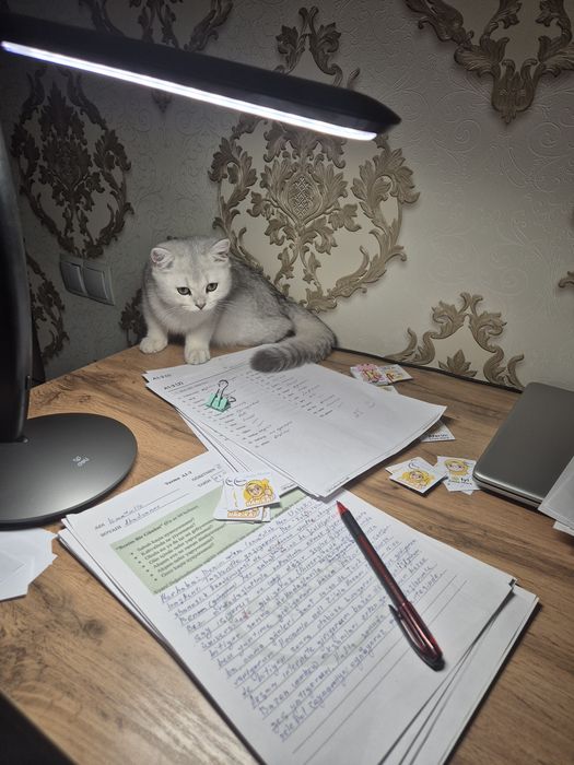 Scottish stright мужичок :)