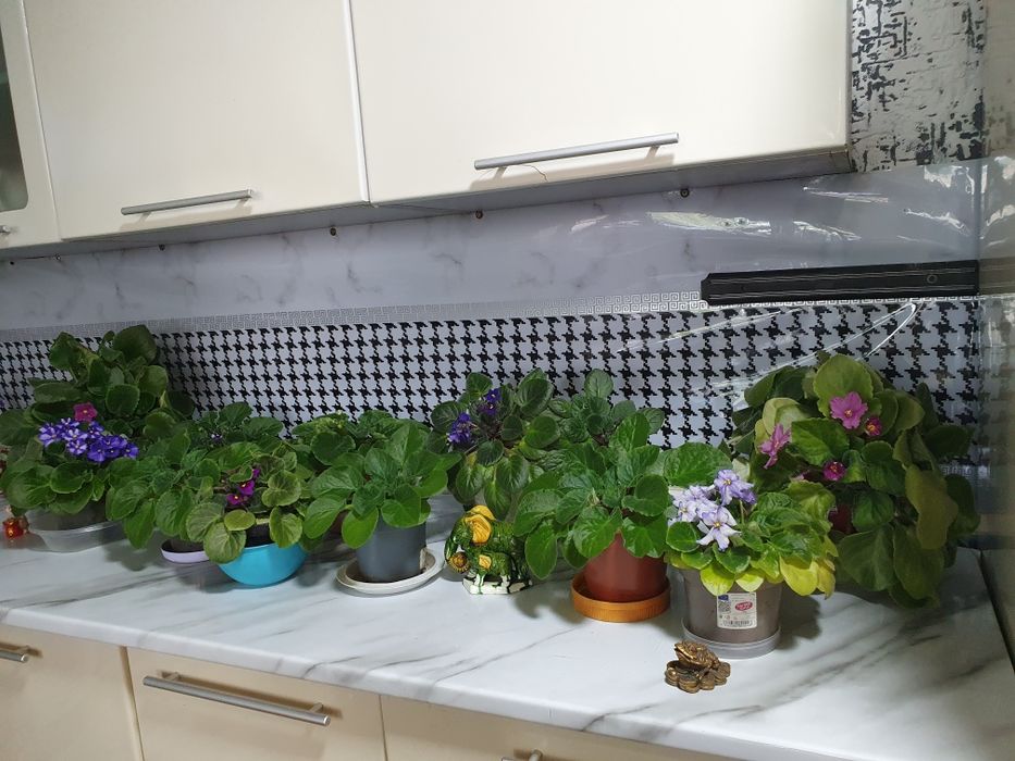 Продам цветы разных видов