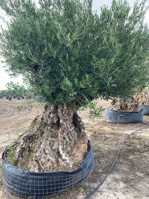 Maslini seculari si centenari de diferite marimi si forme