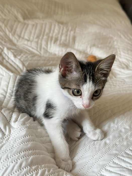 Котенок 2 месяца
