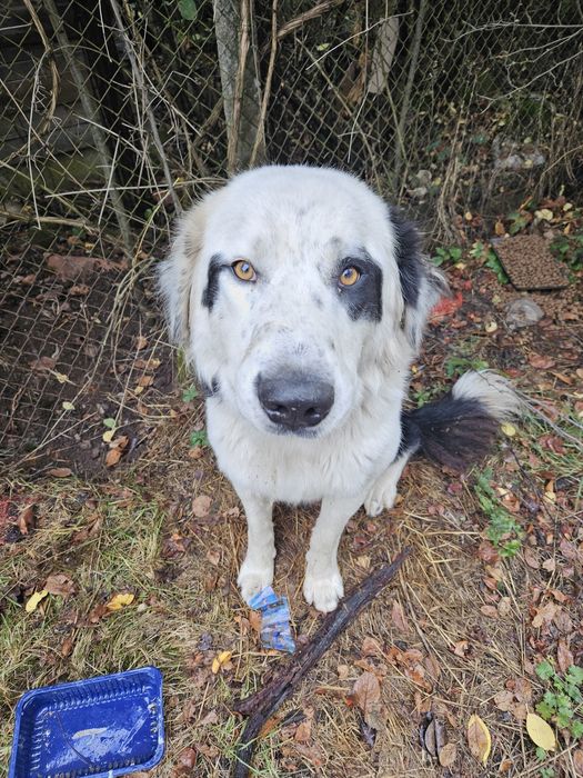 Бруно търси своя дом!