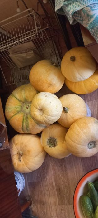 Продам помидоры красные и бурые, тыква .