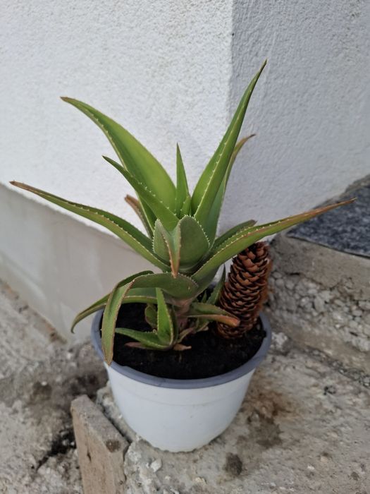 Aloe Vera -  plante la ghiveci