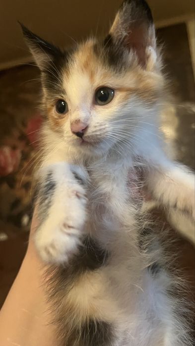 котята Тайского кота