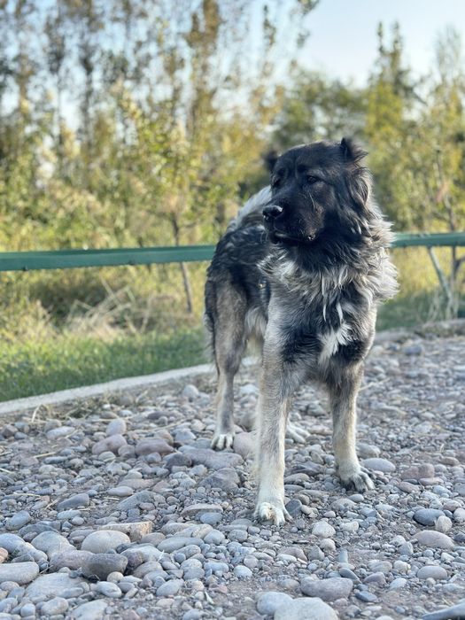 Кавказская овчарка