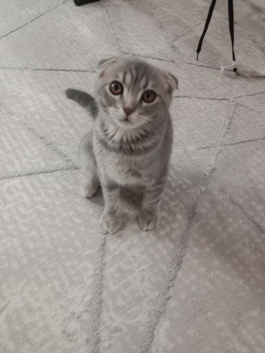 Шотландский вислоухая