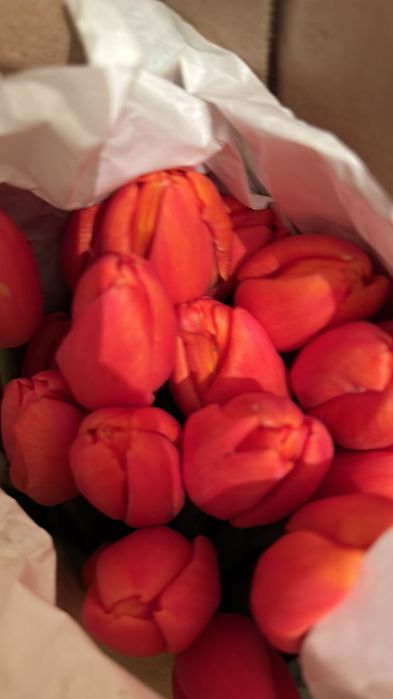 Цветы Тюльпаны!!