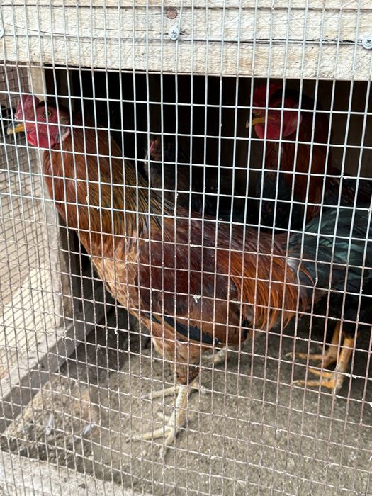 Xonagi xôrozlar sotiladi 3ta bor