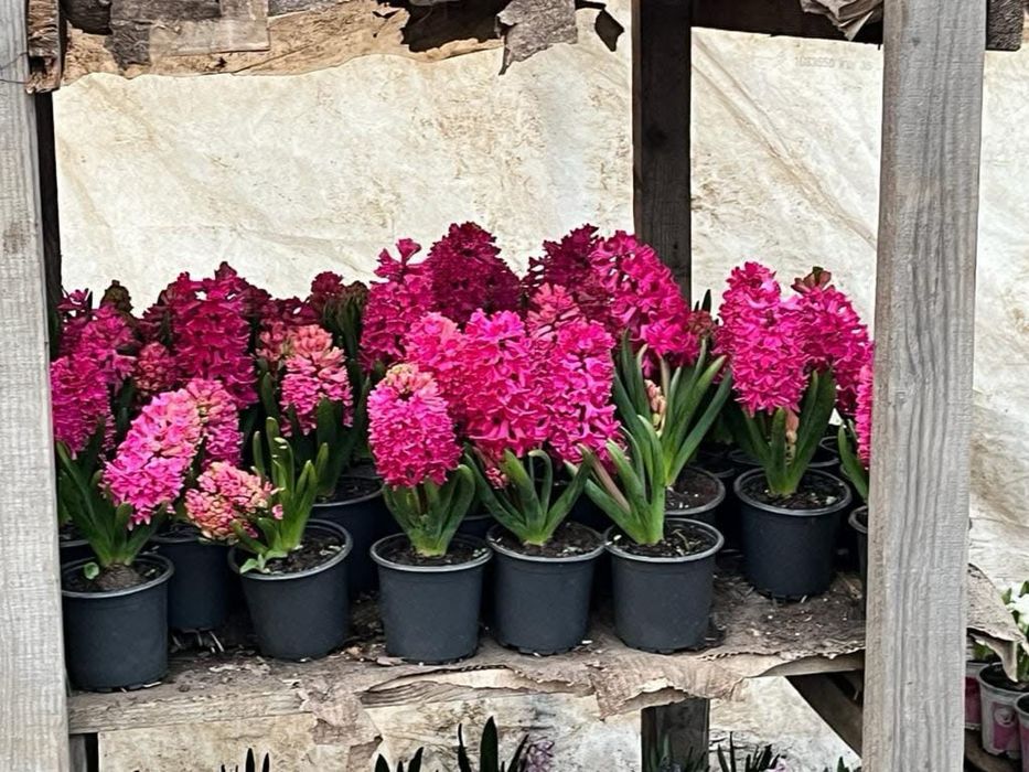 Zambila 1-8 martie de vanzare