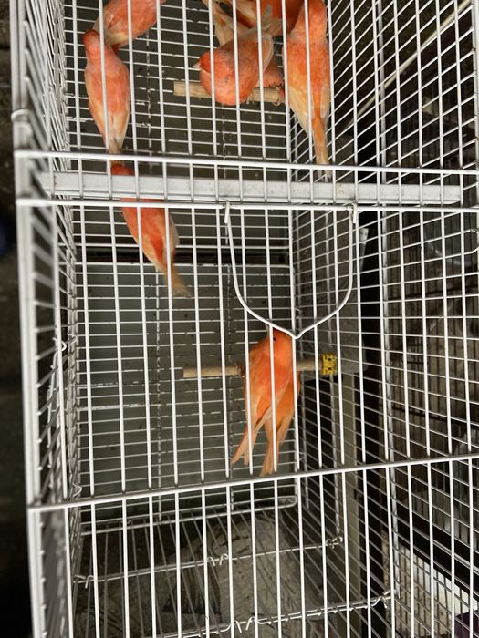 Canari rosi 2025 inelati cu inel inchis