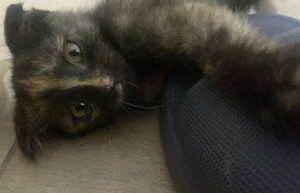 Котенок Вислоухий