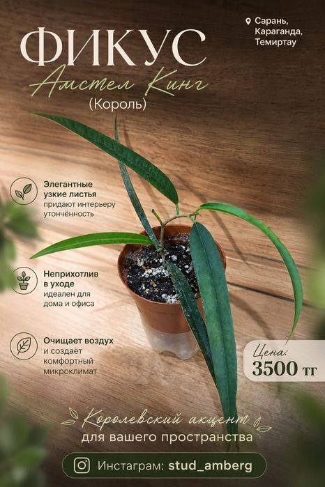 Фикус разный 1..
