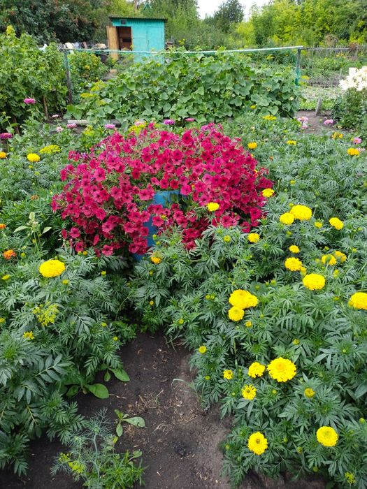 Продам дачу в обществе Ромашка