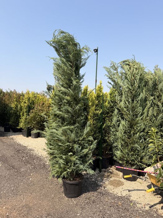 Leylandii chiparos toate marimime