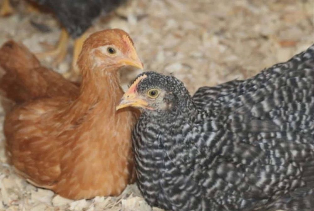 Puii de rasa mixta si carne