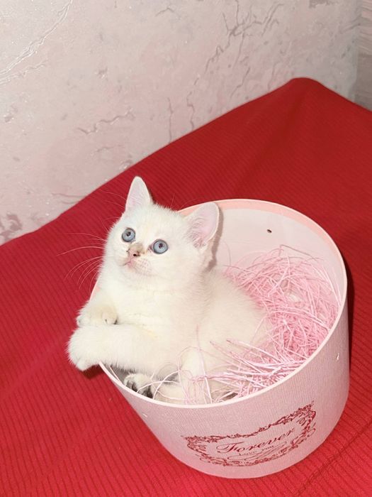 Британский короткошёрстная шиншила