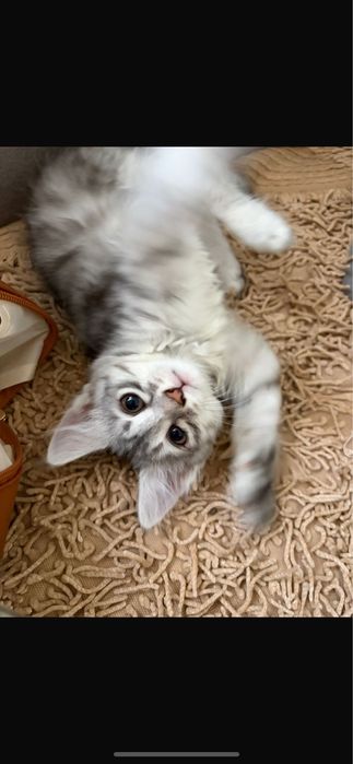 Котята в добрые руки!