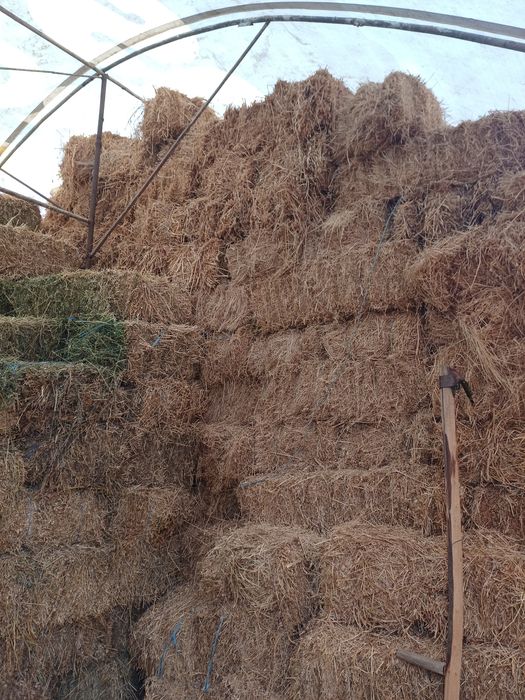 Vând baloți de lucernă