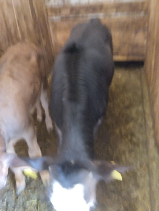 Продам телят бычок и телачка