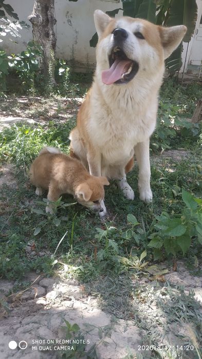 Продаются Щенки Акита-ину