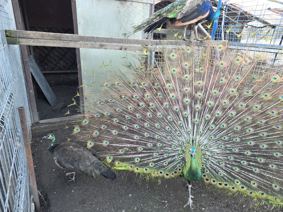 Pauni spalding,opal(schimb)