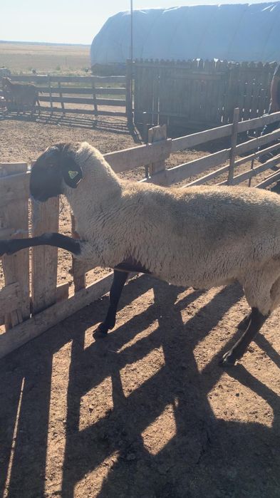 Berbeci de vânzare!