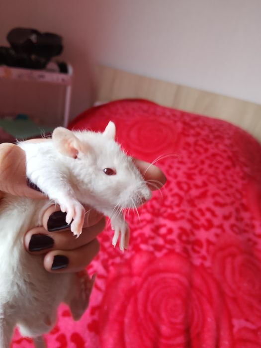 Продаю крысят мальчиков