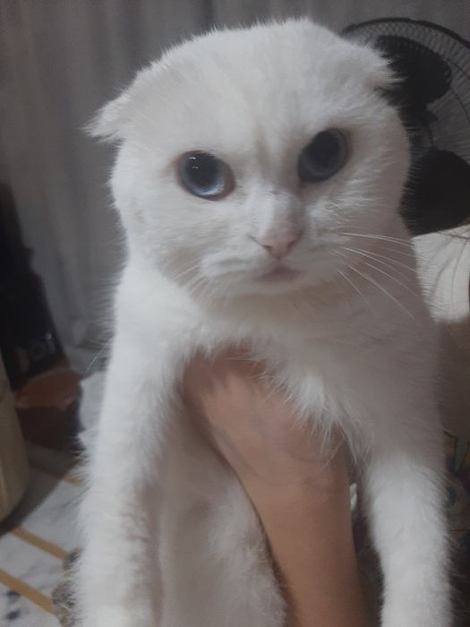 Ищем кота для кошки