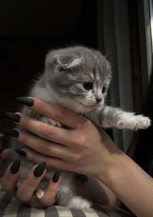 Продам шикарных шотландских вислоухих котят!