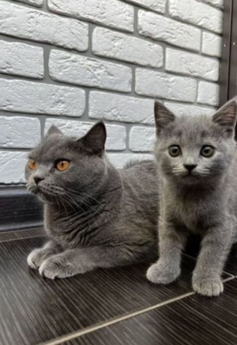 Котяьа к лотку приучены,  девочки