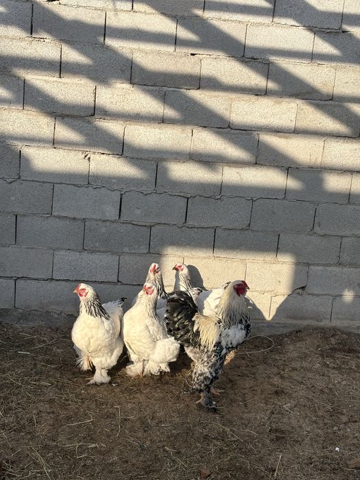 Продам курей светлый брама