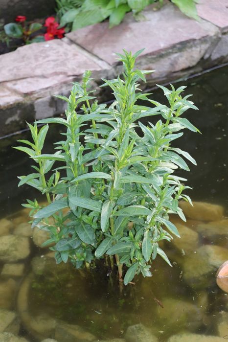 Продаю прудовые растения