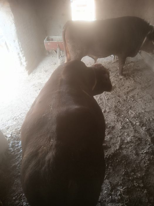 Buqa Grenford va gibrid sotiladi