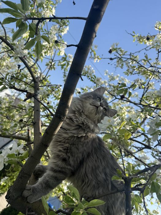 Отдам двух котов в добрые руки