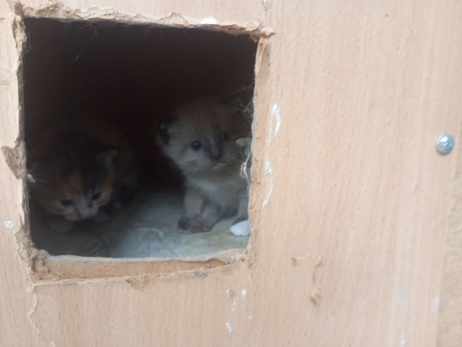 Красивые котята  ищут дом