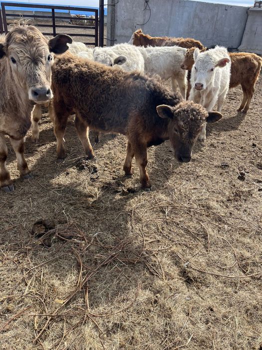 Продам бычков 2025г.