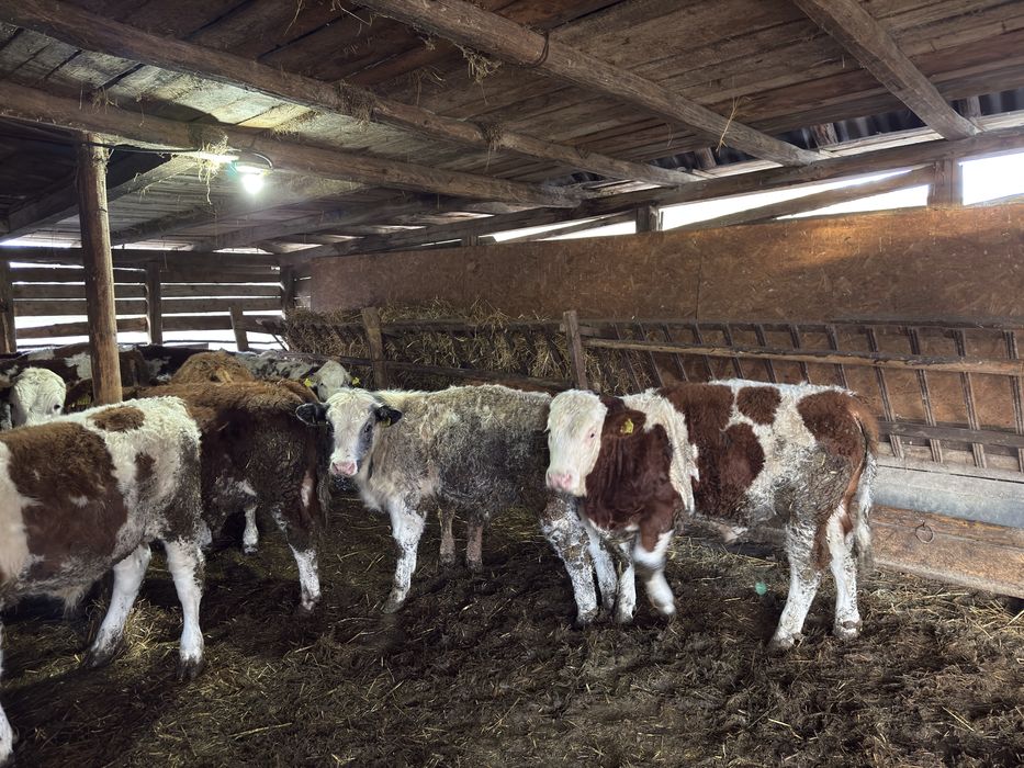 Bălțati românești