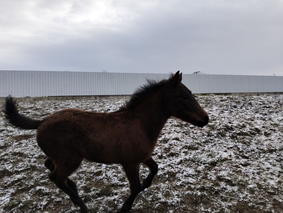 Vând manz de 4 luni