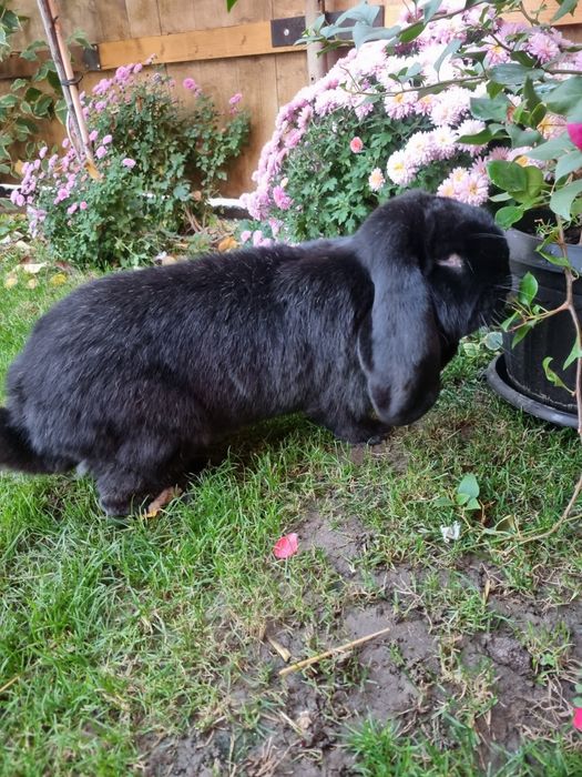 Iepure berbec german