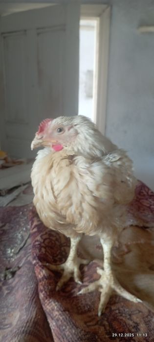 Домашние бройлеры