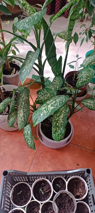 Комнатные цветы. Не дорого