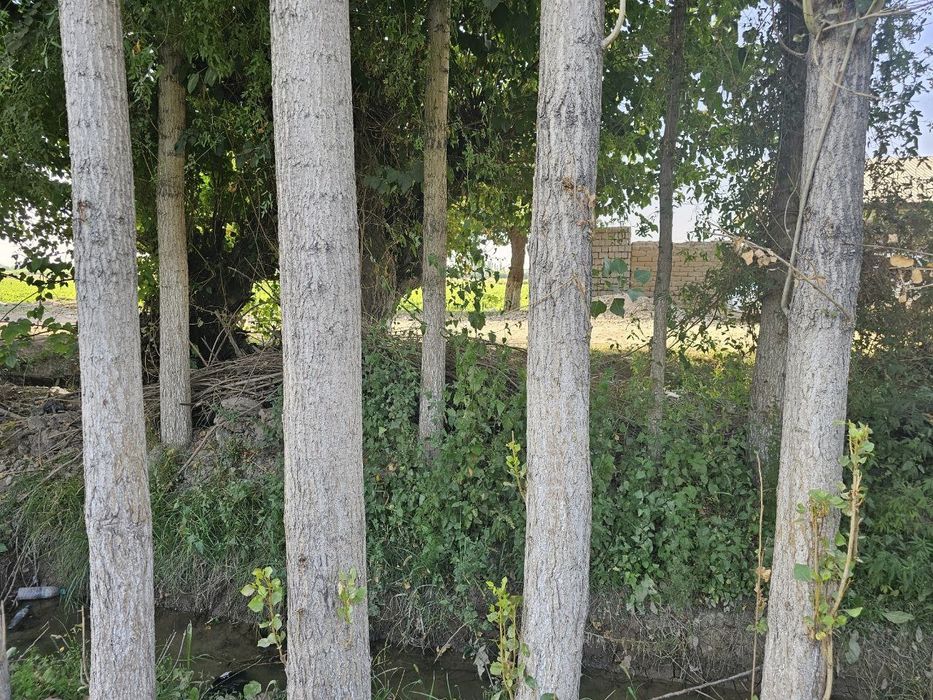 Тераклар сотилади 700 тупдан ортик,