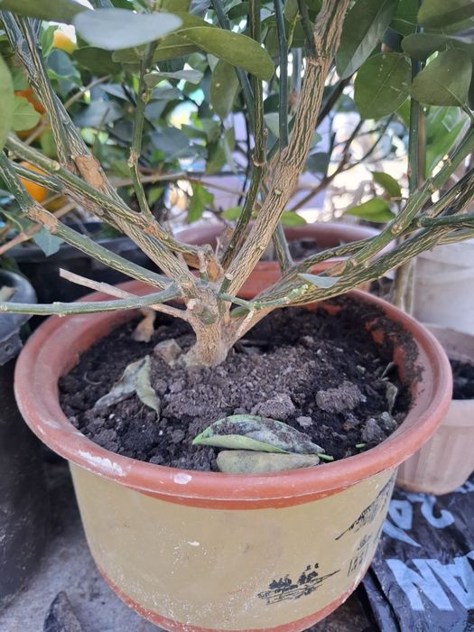 Мандарин уже есть плоды