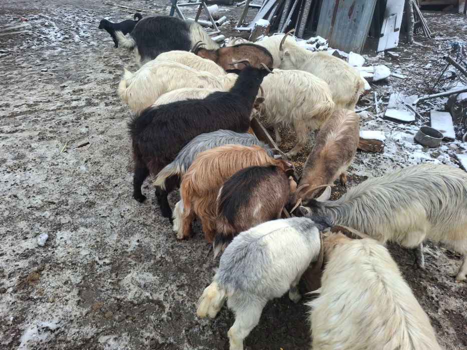 Vand capre, iedite si țap sănătoși