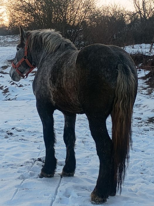 Vând mânz percheron 2 ani jumate
