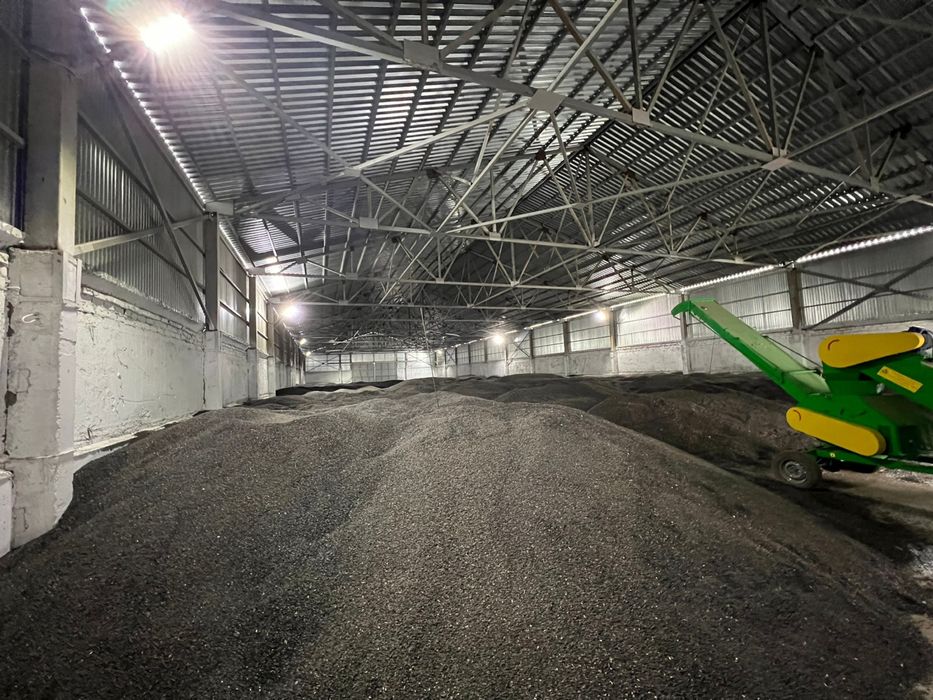 Подсолнечник масличный