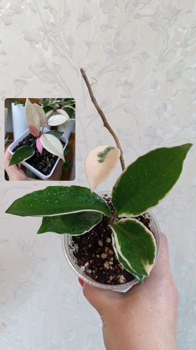 Хой, аглонема, лилия