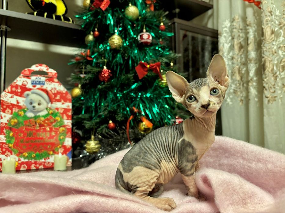 Продаю котят канадского сфинкса