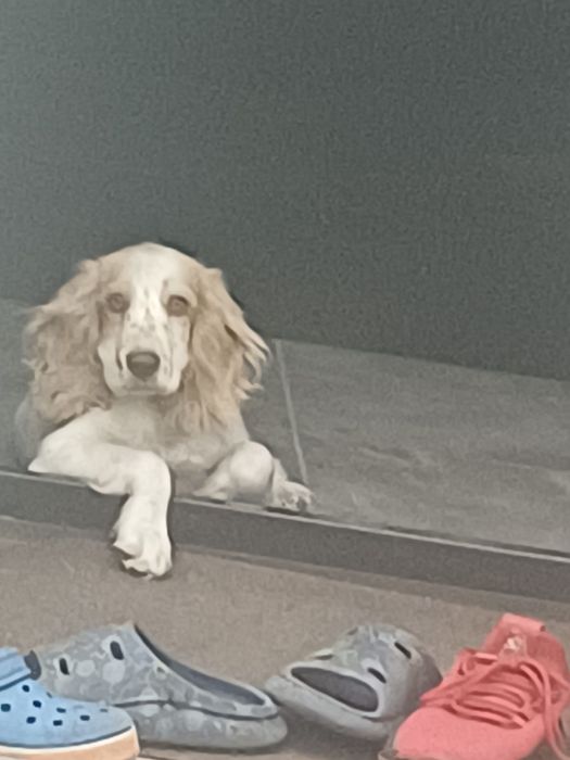 Продам английский спаниель