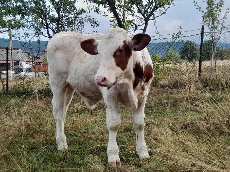 Trei viței de vânzare